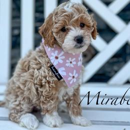 Mirabel - Goldendoodle puppy from JW Doodles