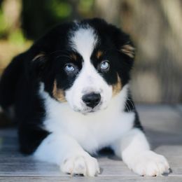 Whiskey - Australian Shepherd puppy in Coldwater, Michigan from Northern Star Australian Shepherds
