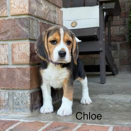 Chloe - Black tan and white female Beagle puppy in Mansfield, Missouri from Rippee Creek Kennel