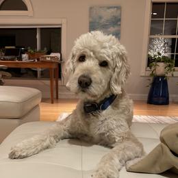 Zozo - Goldendoodle