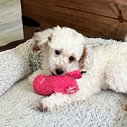 Daisy - Parti female Poodle puppy in Nixa, Missouri from Foxtrot Farm Poodles