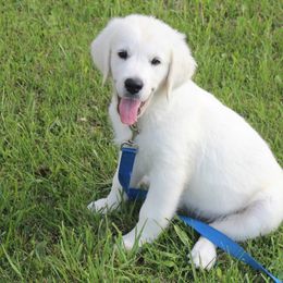 Golden Retriever Puppies from NorthCoastGoldenRetrieversLLC