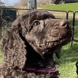 Stella, girl 1 fushia - Brown Poodle puppy in Madison, Wisconsin from KB Standard Poodles