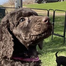 Stella, girl 1 fushia - Brown Poodle puppy in Madison, Wisconsin from KB Standard Poodles