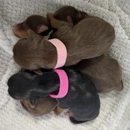 Yorkshire Terrier puppies from Mud Puppies