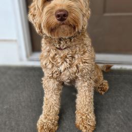 Azalea - Goldendoodle