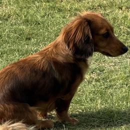 Dachshunds from DL Mini Dachshunds