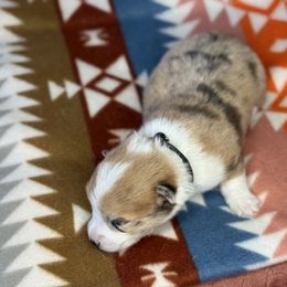 Black Collar - Red merle and white female American Corgi puppy in Glenwood, Minnesota from Crystal Blue Corgi