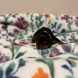 Amelia - Black and rust female Doberman Pinscher puppy in Coplay, Pennsylvania from By My Side Germans Shepherds & Dobermans