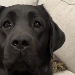 Delilah - Labrador Retriever