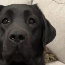 Delilah - Labrador Retriever