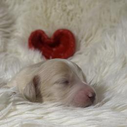 AKC Limited Girl 3 - Cream female Dachshund puppy in Bartlesville, Oklahoma from OkieDokieDox