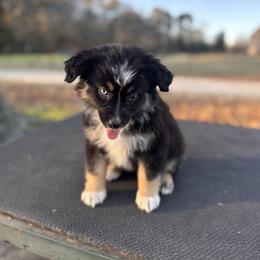 Girl 3 - Black tri-color female Australian Shepherd puppy in Big Sandy, Texas from Rocking S Ranch