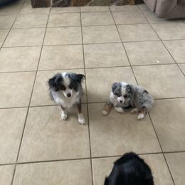 Toy Australian Shepherd Puppies from Kennard Ranch Pups