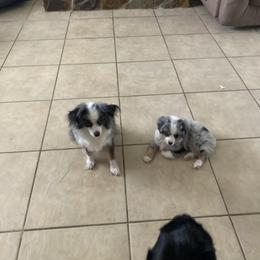 Toy Australian Shepherd Puppies from Kennard Ranch Pups
