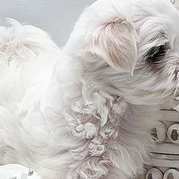 Maltese from Amore Maltese