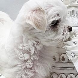 Maltese from Amore Maltese