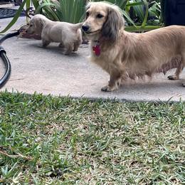 Dachshund Puppies from Honey Creek Dachshunds
