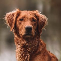Golden Retrievers from Grit, Grace, and Golden