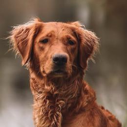 Golden Retrievers from Grit, Grace, and Golden