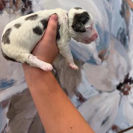 Diamond - female Australian Mountain Doodle puppy in Snook, Texas from Snook Acres Doodles
