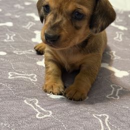 Dottie - Dapple female Dachshund puppy in Raeford, North Carolina from Army of Dachshunds