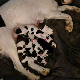 Girl 2 - Black white and tan female English Springer Spaniel puppy in Socorro, New Mexico from Huntin' Buddies