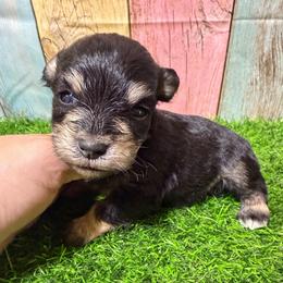 Oscar - Black and silver male Miniature Schnauzer puppy in Lufkin, Texas from C&K’s Schnauzer House