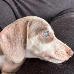 Cillian - Dachshund