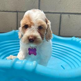 Purple collar - Tri-color female Australian Labradoodle puppy in Fontana, California from Grammy's Puppy Love doodles and poodles
