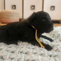 Ms Yellow - Black female Pumi puppy in Albuquerque, New Mexico from Marylynn's Pumis