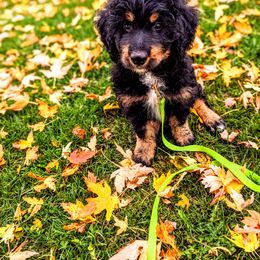 Bernedoodle Puppies from Rafter 58 Bernedoodles