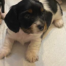 OREO - Piebald male Dachshund puppy in Elizabethtown, Kentucky from Teeny Tiny Puppy Tails