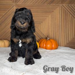 Gray Boy - Phantom male Goldendoodle puppy in Modesto, California from Two Doods Doodles