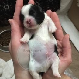 Shih Tzu Puppies from Shurbeez Shih Tzu