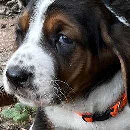 Basset Hound Puppies from Brookside Bassets