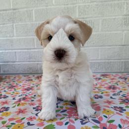 Brexler - Parti male Miniature Schnauzer puppy in Russell, Kentucky from Marjorie's Simply Schnauzer