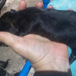 Girl 1 - Cream female Dachshund puppy in Summerfield, Florida from D & B Ranchette