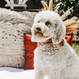 Posie - Australian Labradoodle