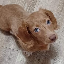 Aspen - Dachshund