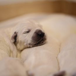 Golden Retriever Puppies from Faded Ash Goldens