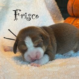 Frisco - Brown white and tan male Beagle puppy in Rogersville, Missouri from Hales Little Beagle Haven