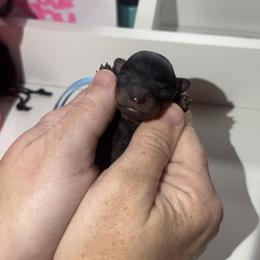 Sterling - Phantom male Poodle puppy in Anderson, South Carolina from Stephanie’s Signature Poodles inspired by Sherry Lynn LLC