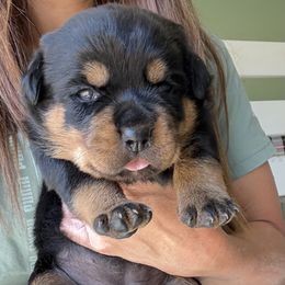 Rottweiler Puppies from Rottweiler vom Hause Wolf