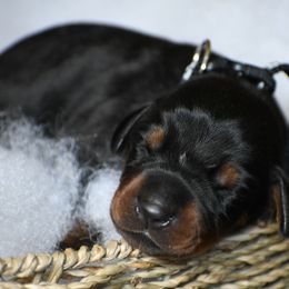 Boy 5 - Black and rust male Doberman Pinscher puppy in Overton, Texas from Obsidian Kennel