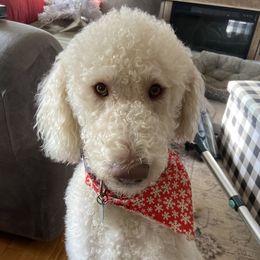 Snow - Labradoodle