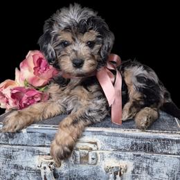 Bella - Merle female Springerdoodle puppy in Fargo, North Dakota from Dakota SpringerDoodles