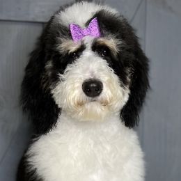 Assorted Doodle Crosses, Bernedoodles, and Goldendoodles from Curly Q’s Of Carlyss