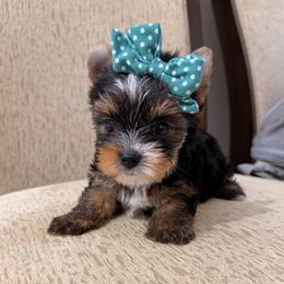 Daisy - Black and tan female Yorkshire Terrier puppy in Georgia from Nalley Kennels