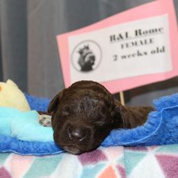 Lagotto Romagnolo Puppies from Royal and Loyal Lagotto Romagnolo